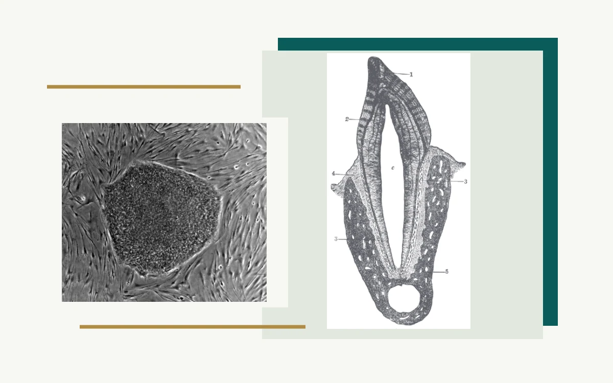 Historical anatomical illustration: tooth cross-section with enamel, dentine and root · Microscopy of an embryonic stem-cell colony on feeder cells