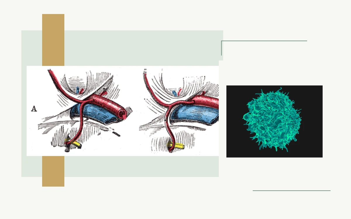 Historical anatomical illustration: arteries and veins · Colourized electron micrograph of a T lymphocyte