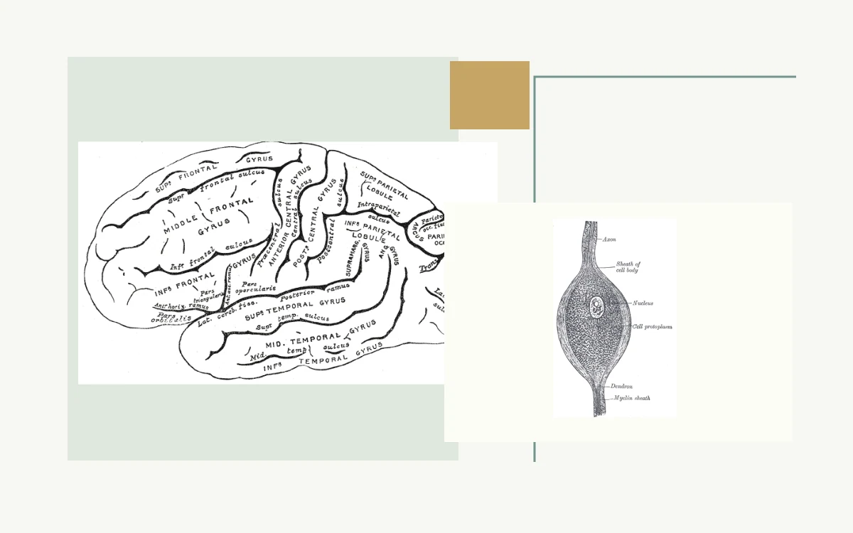 Historical anatomical illustration: side view of the left cerebral hemisphere · Historical anatomical illustration: nerve cell with axon and cell body